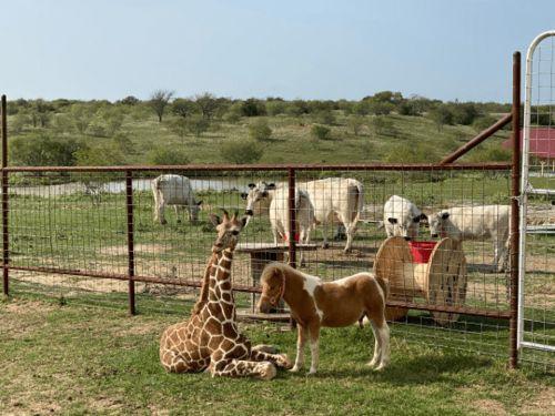 我的长颈鹿好朋友